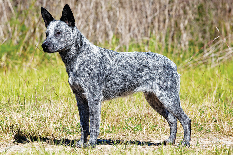 Stumpy Tail Cattle Dog Featured Image