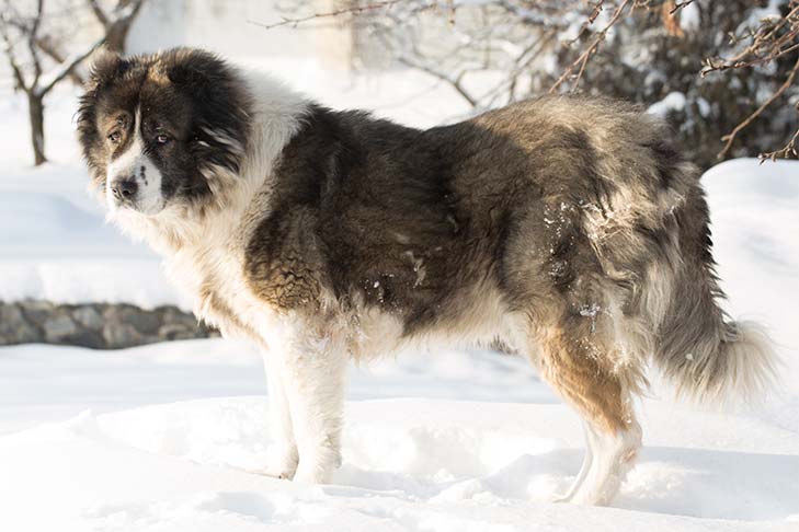 Caucasian Shepherd dog featured image