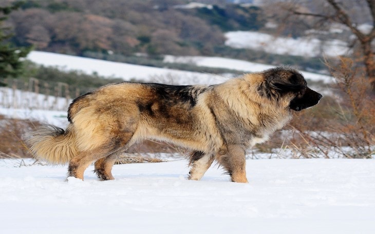 lite brown Caucasian Shepherd  dog in snow