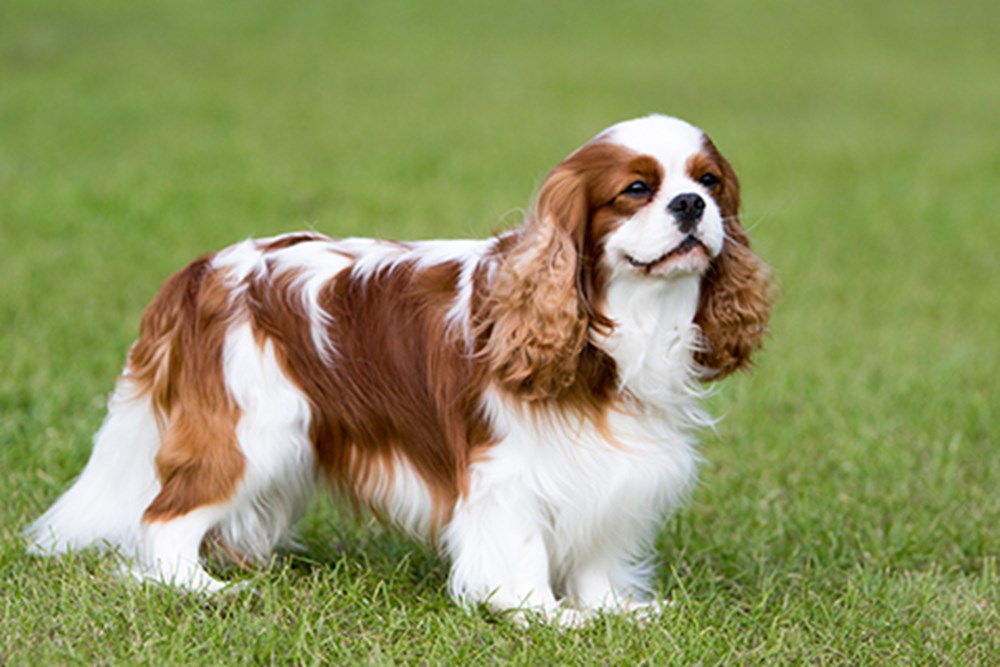 Cavalier King Charles Spaniel dog featured image