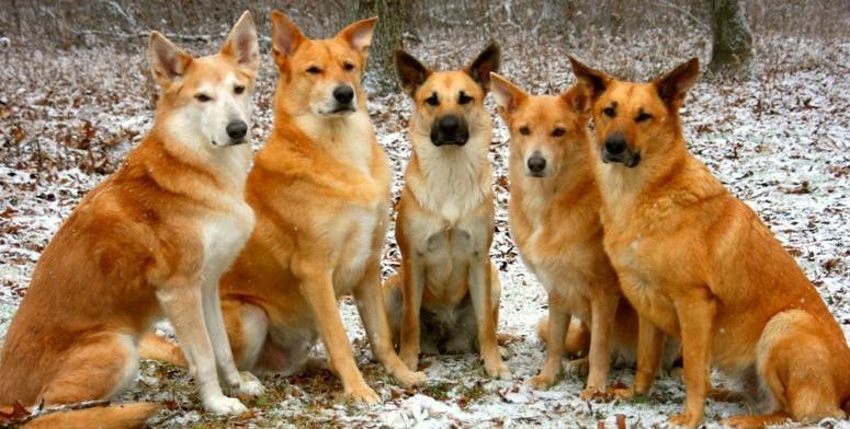 Chinook dog family 