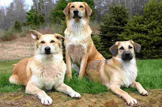 Three chinook terrier dogs in garden