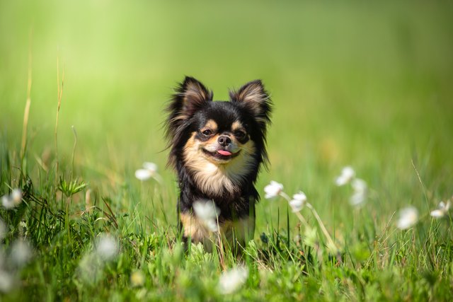 Chihuahua dog featured image