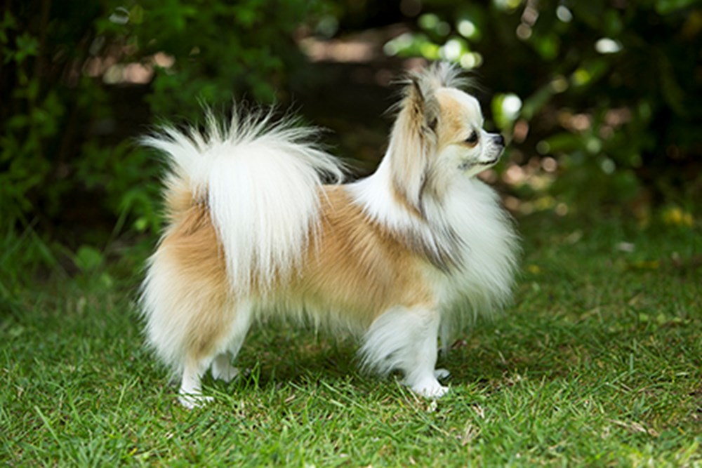 Chihuahua dog in garden