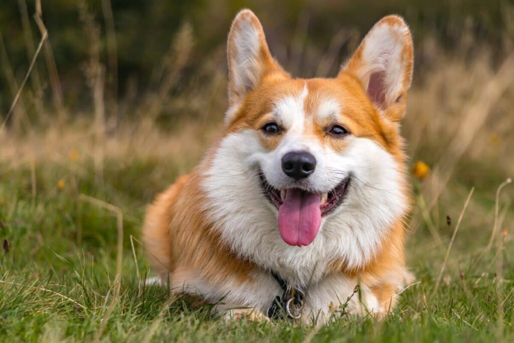 Pembroke Welsh Corgi dog smiling