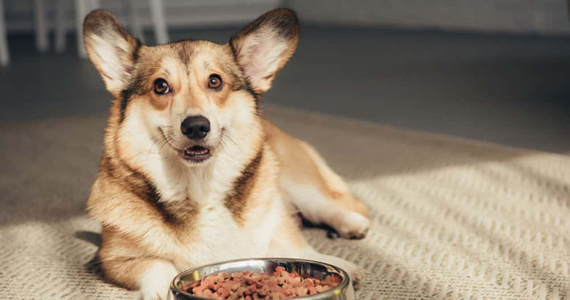 Pembroke Welsh Corgi dog sitting with his food