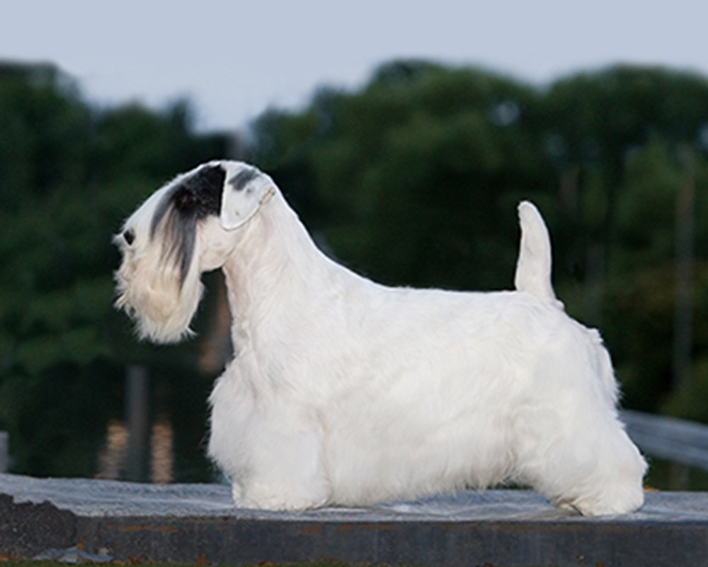 Sealyham Terrier dog featured image