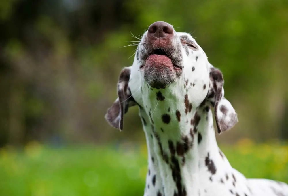 Dalmatian dog barking