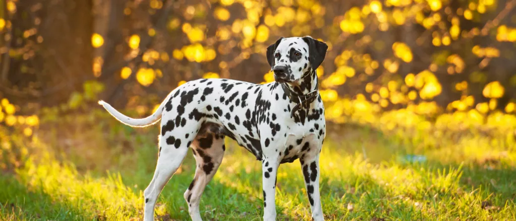 Dalmatian dog featured image