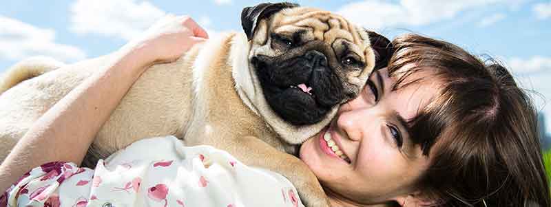 Pug Dog With Their Owner 