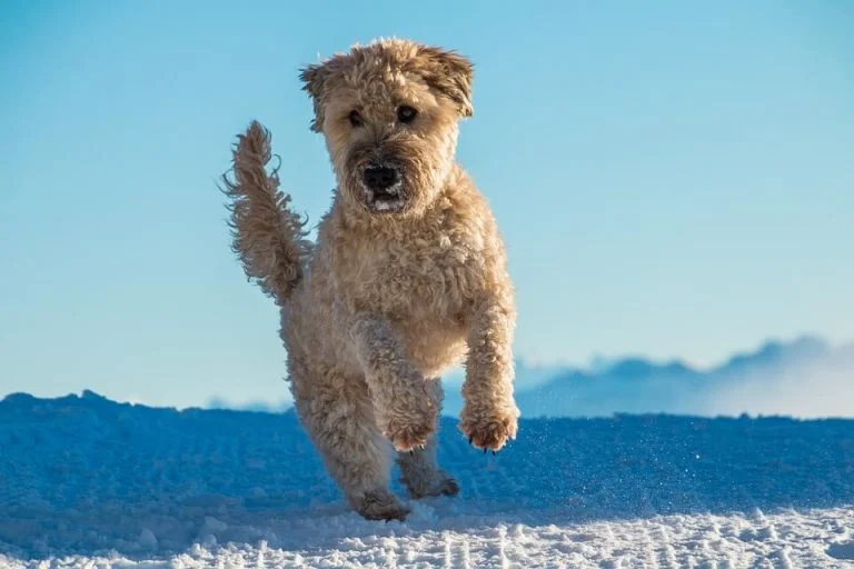 Soft-coated Wheaten Terrier dog running on snow