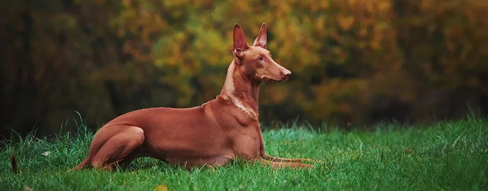Pharaoh Hound dog lying on grass