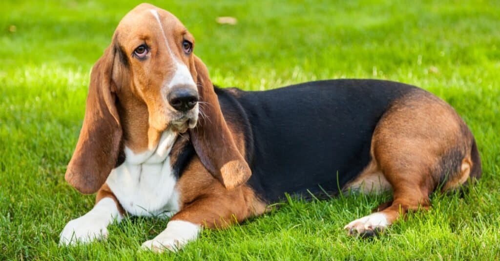 Basset Hound Sitting in Grass