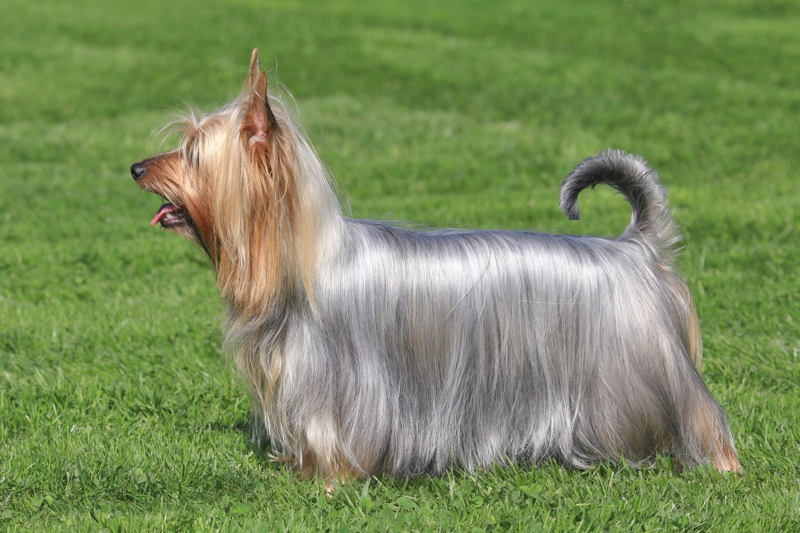 Silky Terrier dog featured image