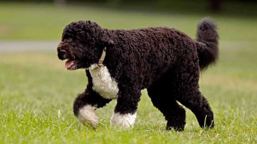 Portuguese Water Dog walking on grass
