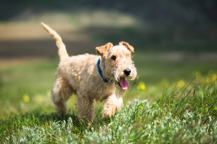 Lakeland Terrier running on fields