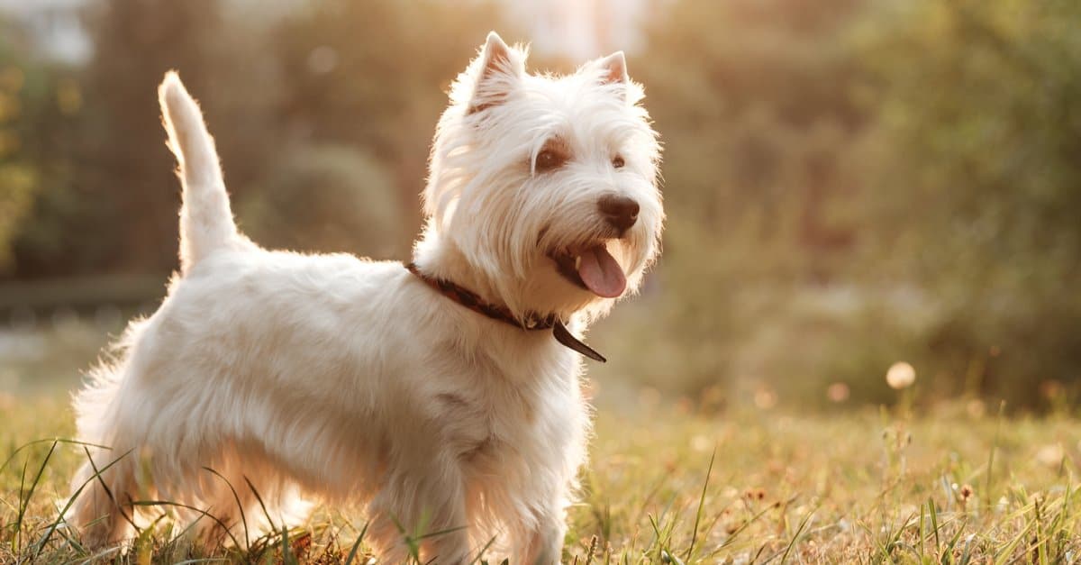 West Highland White Terrier dog featured image