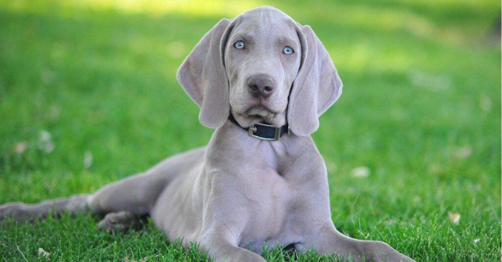 Weimaraner dog laying on ground