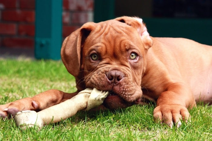 Dogue de Bordeaux puppy eating