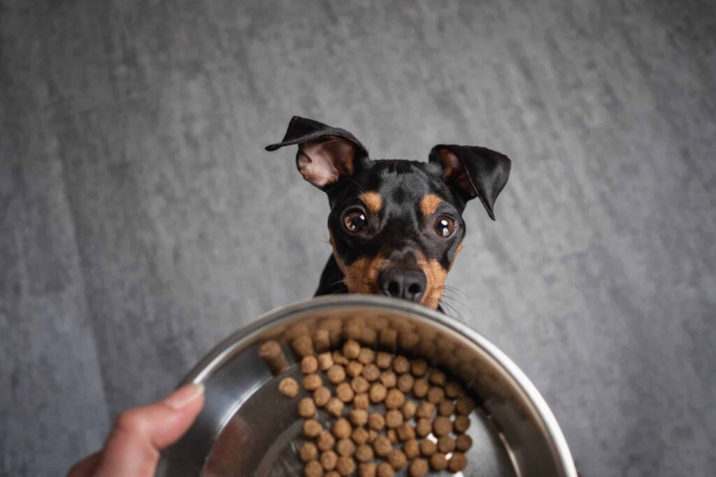 Miniature Pinscher dog with dog food