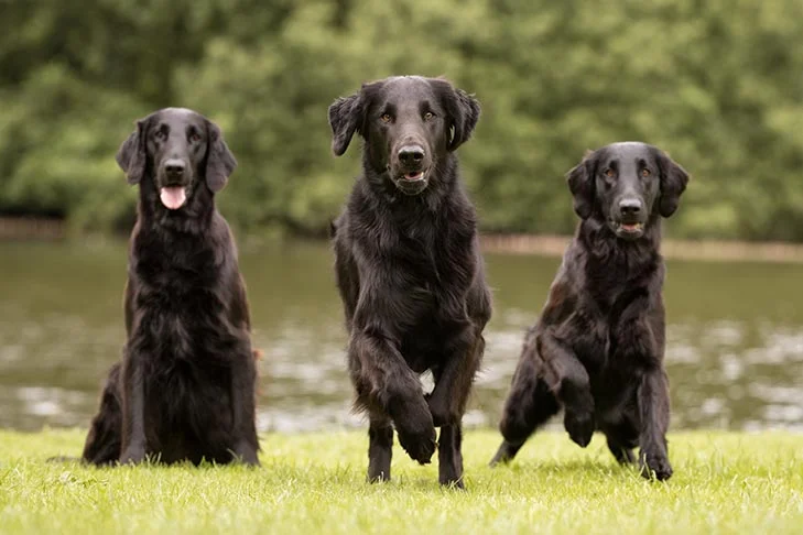 black Flat-coated Retriever dogs running in grass