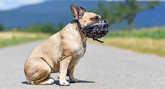 Aggressive French Bulldog 