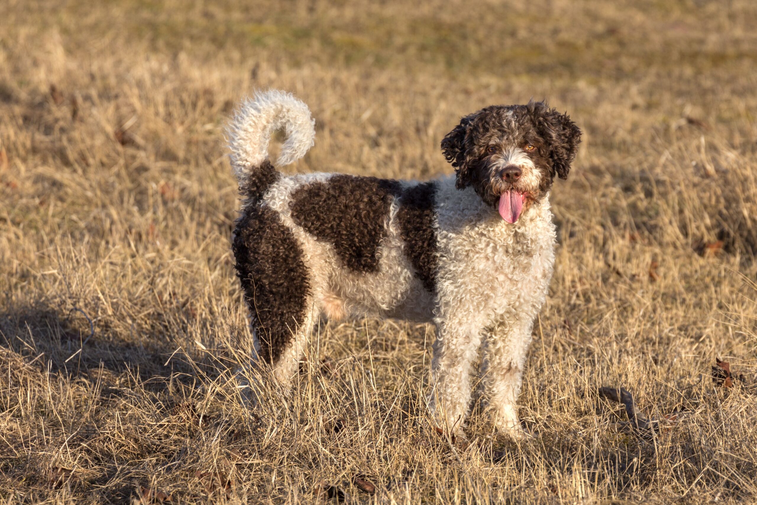 Spanish Water dog featured image