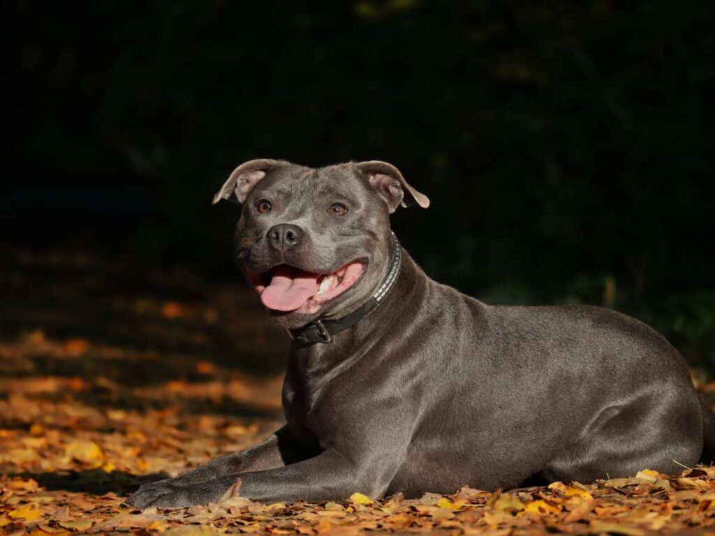 black Staffordshire Bull Terrier dog HD image