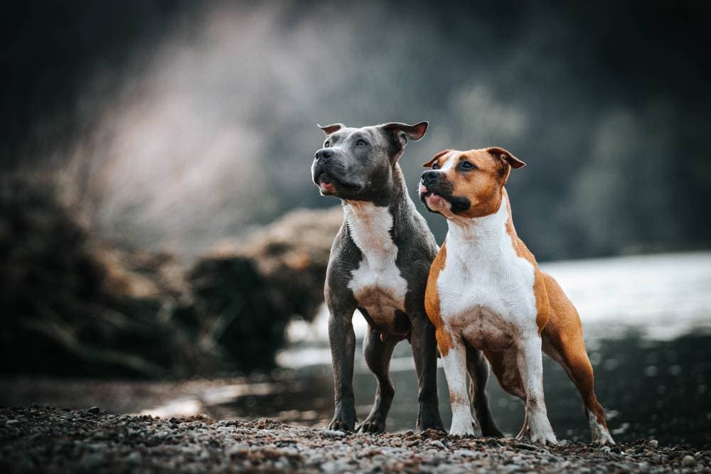 2 Staffordshire Bull Terrier dogs looking up in the sky