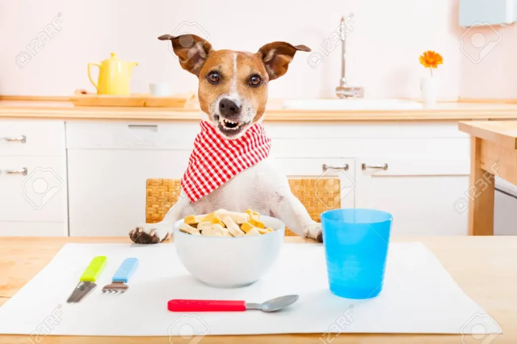 Jack Russell Terrier sitting on table