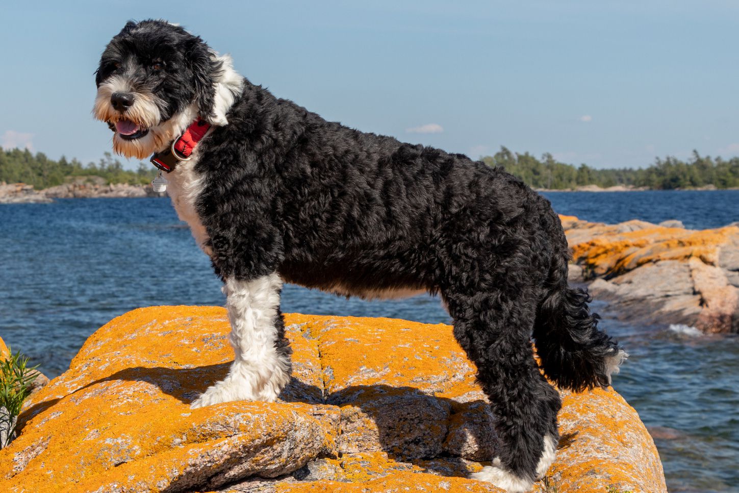Portuguese Water dog featured image