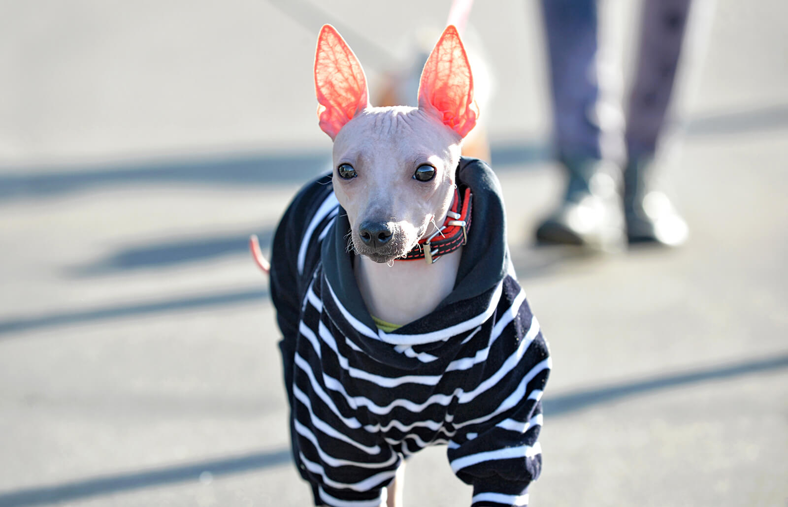 American hairless Terrier Featured Image