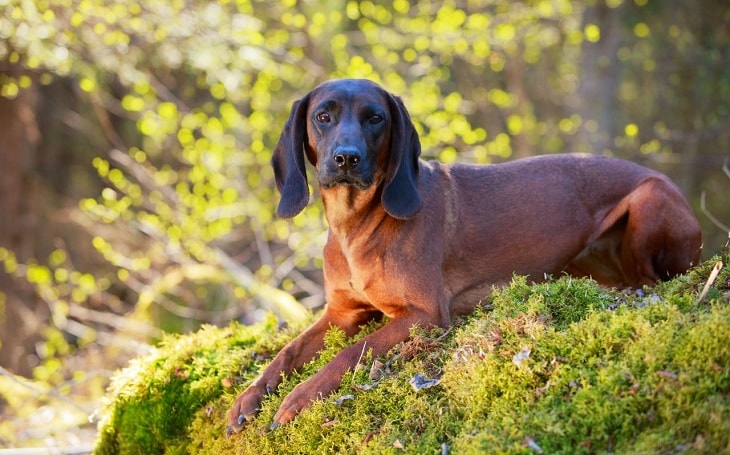 Hanover Hound dog sitting on grass