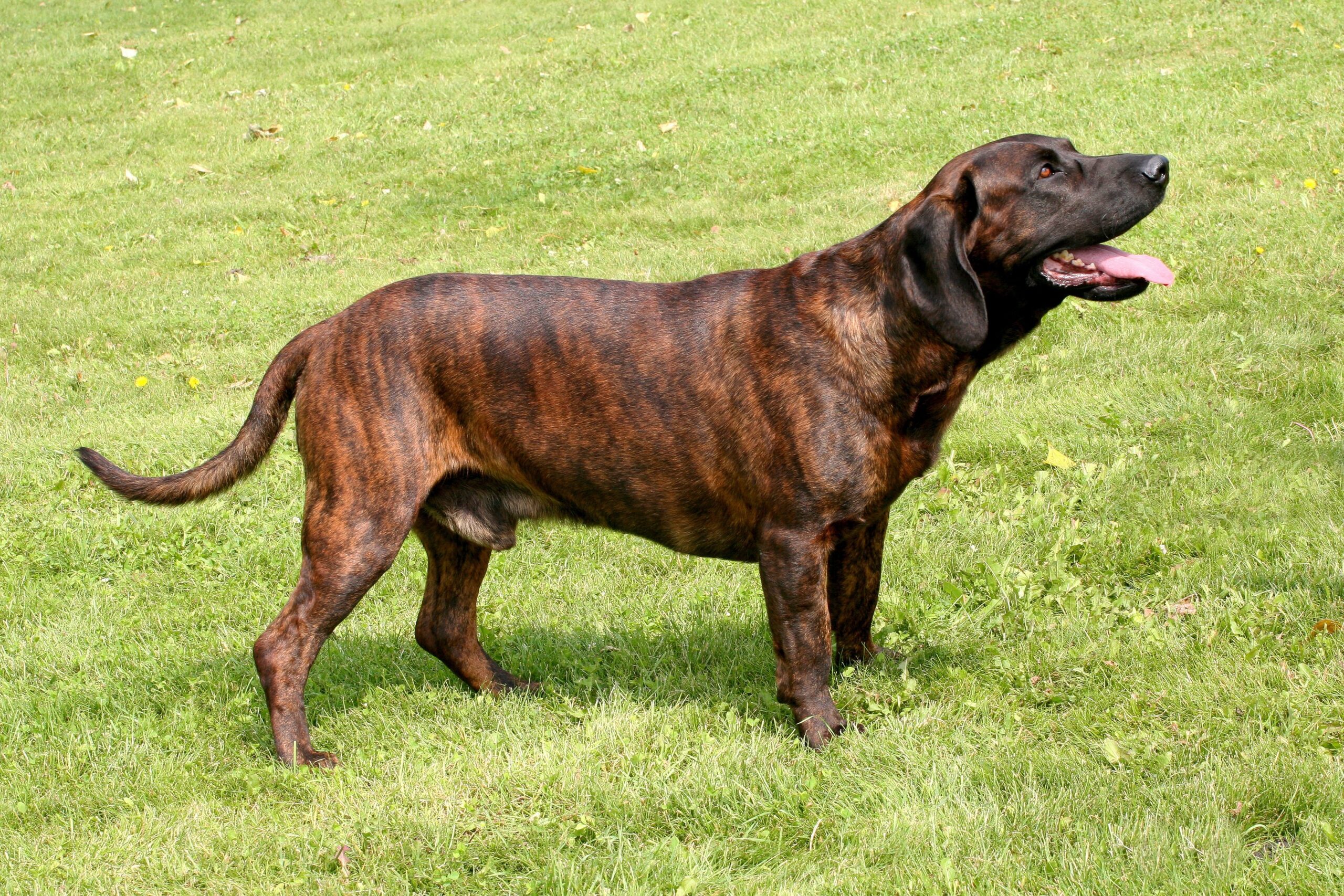 Hanover Hound dog featured image
