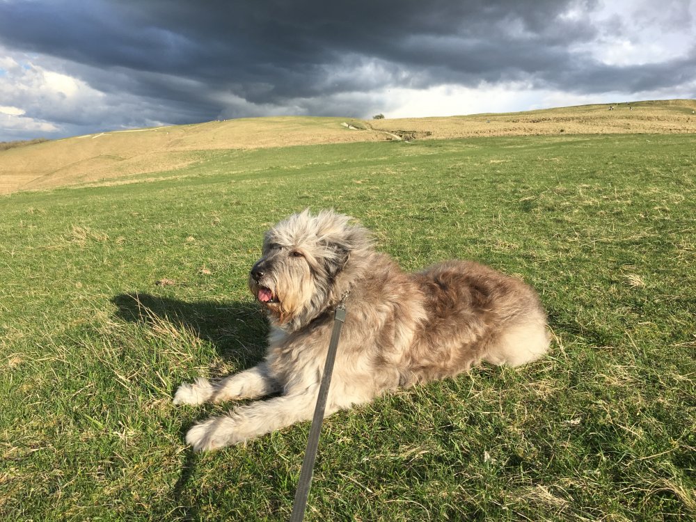 Romanian Mioritic Shepherd dog laying on grass