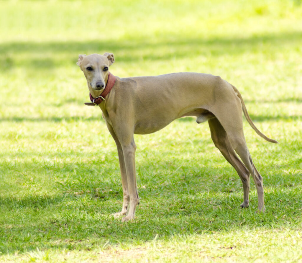 Italian Greyhound standing on grass