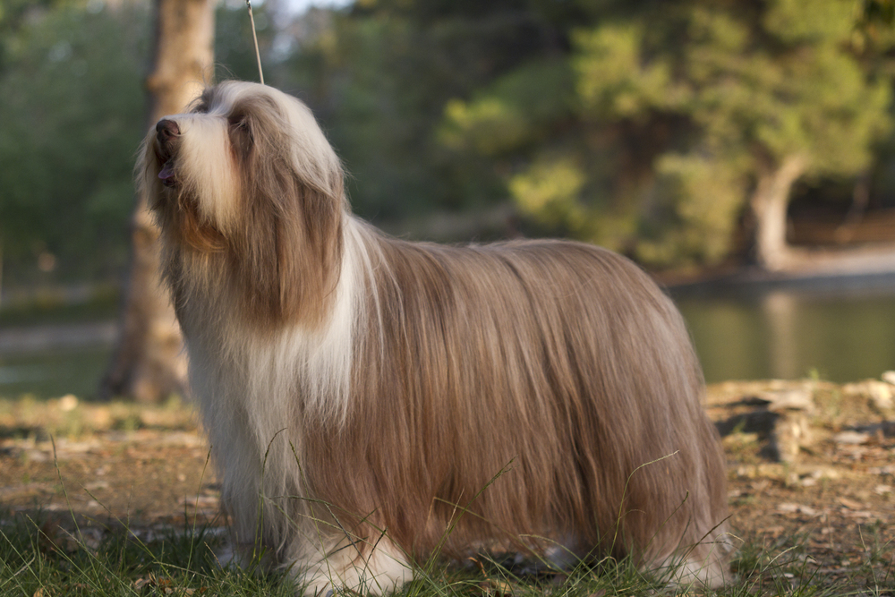 Bearded Collie Featured Image