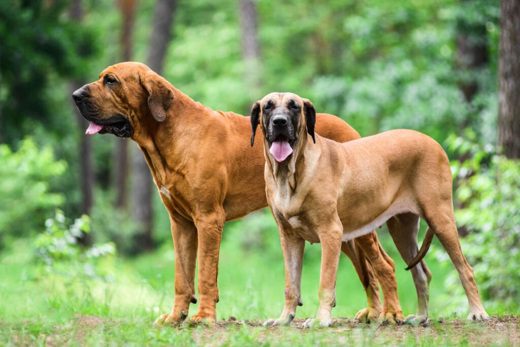Fila Brasileiro dog pair
