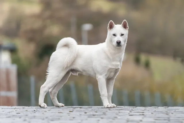 Kishu Dogs: A Complete Guide to Their History, Characteristics, and ...