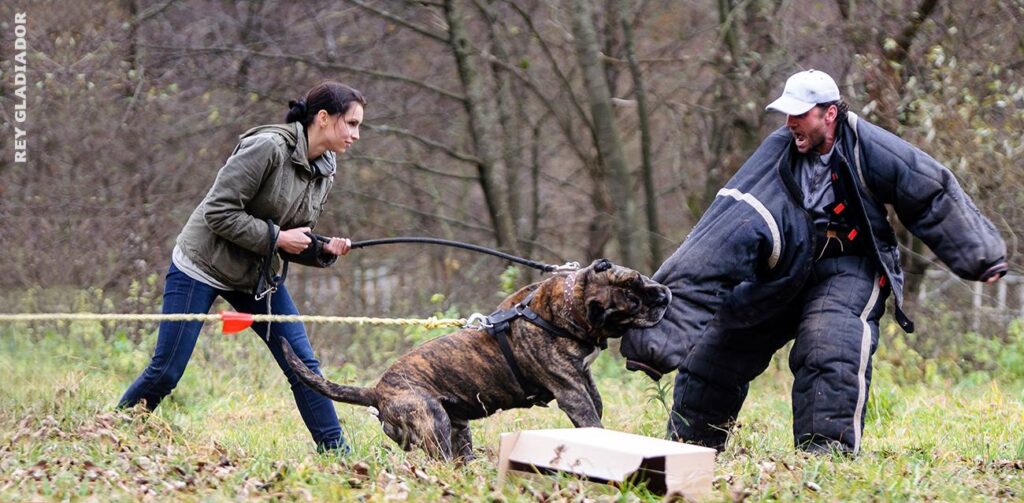 Perro de Presa Canario dog training