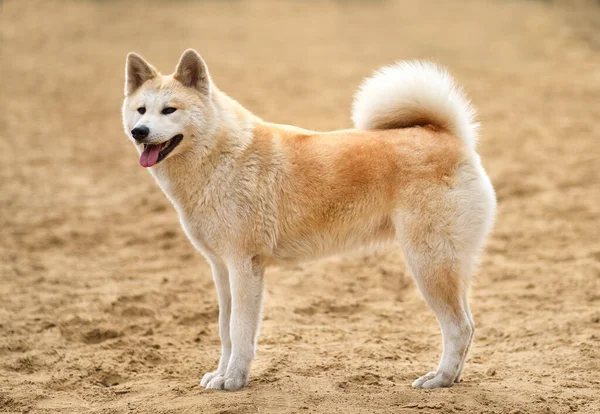 Korean Jindo dog standing on sand
