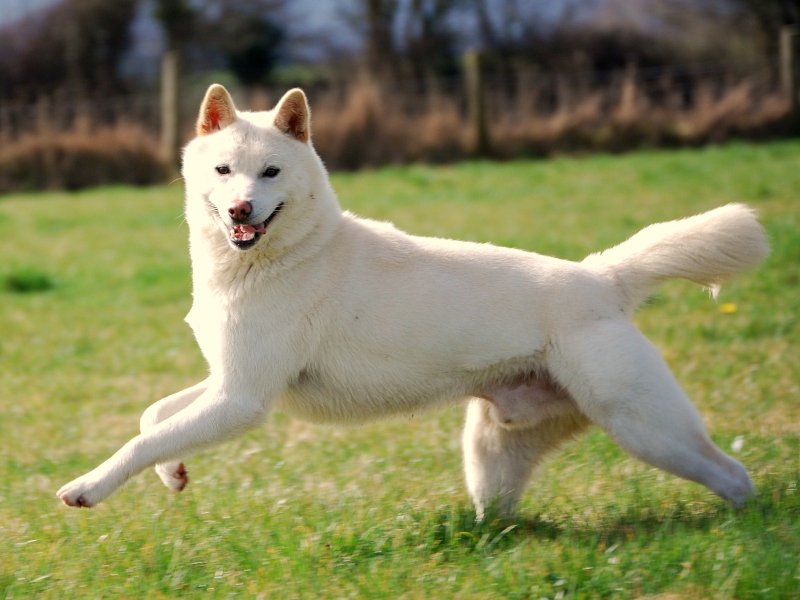 Korean Jindo dog featured image