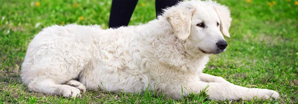 kuvasz dog sitting on the grass