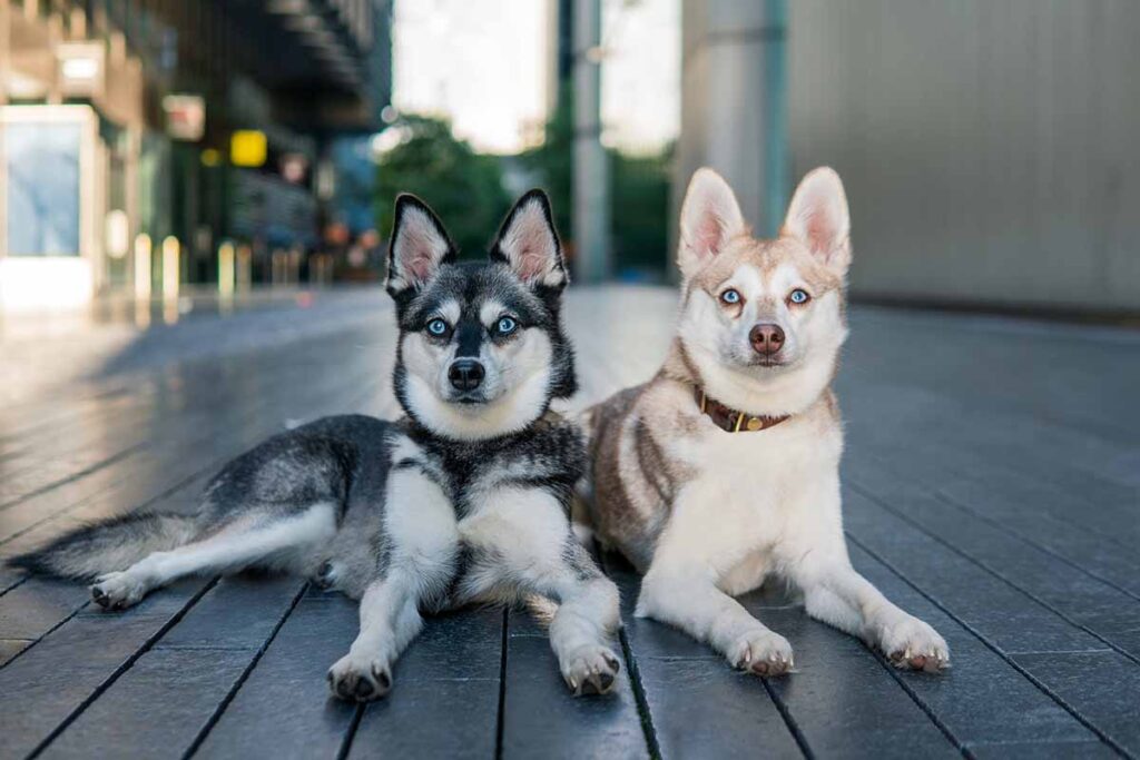 2 Alaskan Klee Kai Dogs 