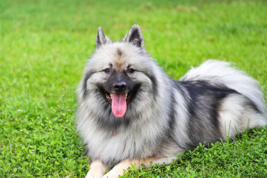 Keeshond happily sitting on grass