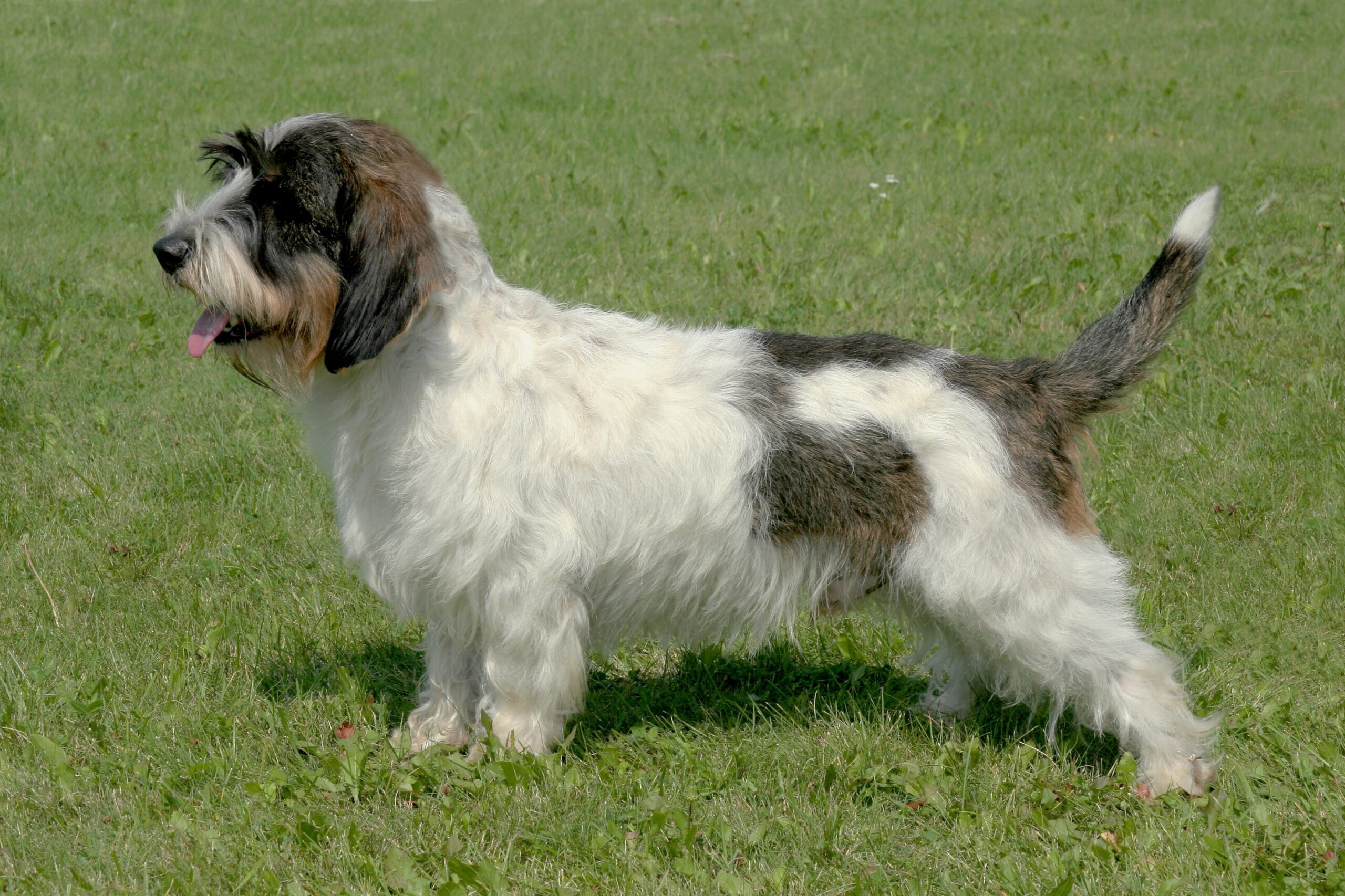 Petit Basset Griffon Vendéen dog featured image