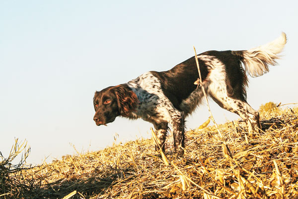 Small Munsterlander Pointer dog walking on grass