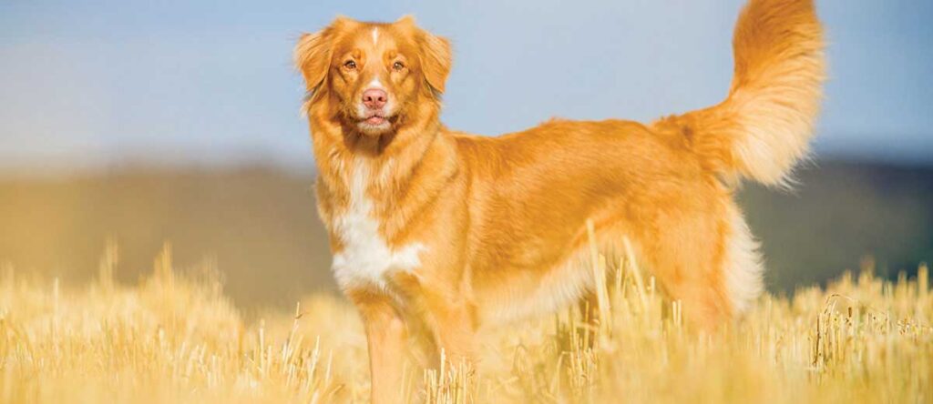 Nova Scotia Duck Tolling Retriever Dog Breed dog in fields