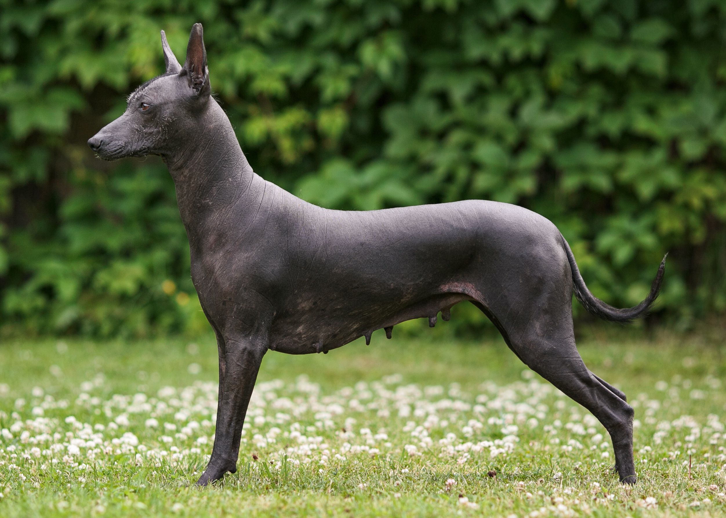 Mexican hairless dog featured image