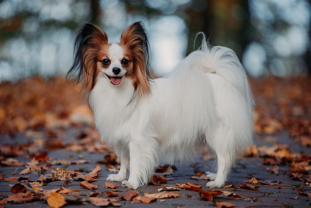 Papillon dog featured image